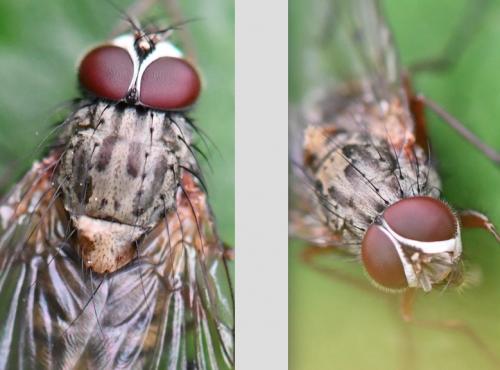 Phaonia angelicae